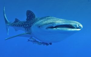 whale shark snorkeling cancun, whale shark mouth, Puerto Vallarta whale watching, whale watching Mexico, The Best Whale Watching Spots in Mexico, things to do in Rocky Point Mexico
