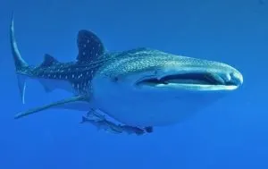 whale shark snorkeling cancun, whale shark mouth, Puerto Vallarta whale watching, whale watching Mexico, The Best Whale Watching Spots in Mexico, things to do in Rocky Point Mexico