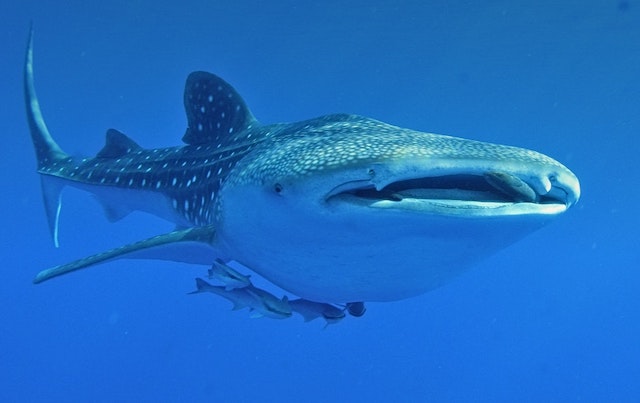 whale shark snorkeling cancun, whale shark mouth, Puerto Vallarta whale watching, whale watching Mexico, The Best Whale Watching Spots in Mexico, things to do in Rocky Point Mexico, the-best-whale-watching-spots-in-Mexico-2, place to eat, Bars, restaurant, best restaurants in loreto mexico