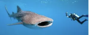 whale shark with scuba diver, scuba diver with whale shark, whale shark snorkeling Cancun, The Best Whale Watching Spots in Mexico, The Best Whale Watching Spots in Mexico, things to do in Puerto Vallarta with kids