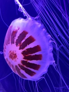 A giant Jelly Fish, Two Jellyfish, Dark blue and pink jelly fish, yellow jelly fish with light blue background, aquariums in San Diego