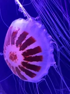 A giant Jelly Fish, Two Jellyfish, Dark blue and pink jelly fish, yellow jelly fish with light blue background, aquariums in San Diego