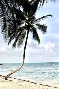 Belize Snorkeling, crooked palm tree