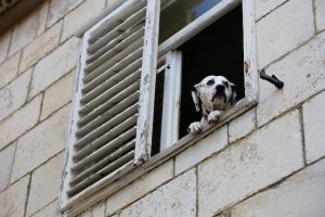 Dog in Vis window, best places to visit in Croatia