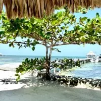 Gorgeous tree by the beach, belize snorkeling