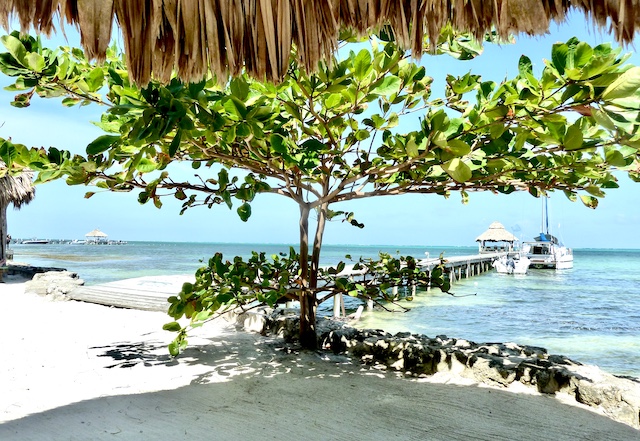 Gorgeous tree by the beach, belize snorkeling
