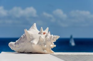 Gorgeous white shell, day trip from st martin to anguilla