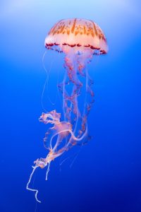 Jellyfish, Jelly fish in Blue and White, aquariums in San Diego