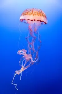Jellyfish, Jelly fish in Blue and White, aquariums in San Diego