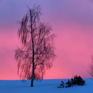 Pink air, blue snow and a tree, best hotels in black forest Germany