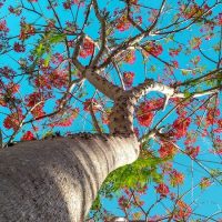 gorgeous tree, best-places-to-visit-in-puerto-rico