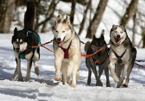 huskies, dog sledding, Alaska Road Trips