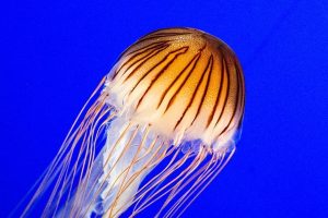 jellyfish, Marine Science Center,aquariums in Panama City beach Florida