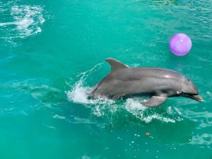 dolphin, aquariums in Panama City beach Florida, best place to swim with dolphins in Cancun