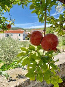 old farm house with pomegranites, best places to visit in Croatia