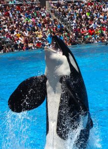 Orca, aquariums in San Diego