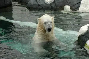 polar bear, Orca, aquariums in San Diego