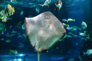 stingrays, jellyfish, Marine Science Center,aquariums in Panama City beach Florida
