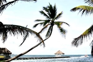 super long palm tree near the beach, belize snorkeling