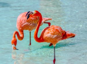 two pink flamingos, Aruba snorkeling