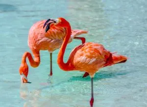 two pink flamingos, Aruba snorkeling