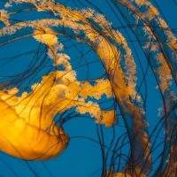 yellow jelly fish with light blue background, aquariums in San Diego
