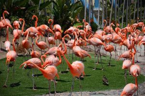 flamingos, aquariums in San Diego