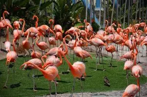 flamingos, aquariums in San Diego