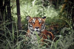 Bengal Tiger, endangered-animal-in-India