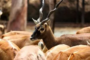 Black Buck, endangered Animal in India