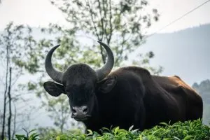 Indian Bison or Gaur, endangered animal in India