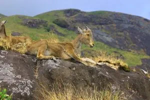 Nilgiri Tahr, endangered animal in India