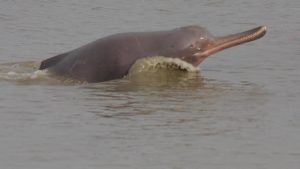 Platanista_gangetica_noaa, Ganges River Dolphin, endangered Animal in India