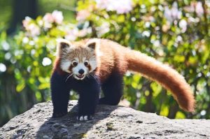 Red Panda, endangered-animal-in-India