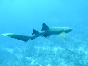 Shark, best places to dive in Mexico, best places to dive in Mexico