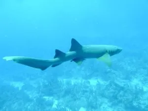 Shark, best places to dive in Mexico, best places to dive in Mexico