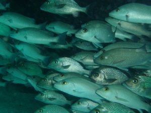 So many fish, best places to dive in Mexico, 