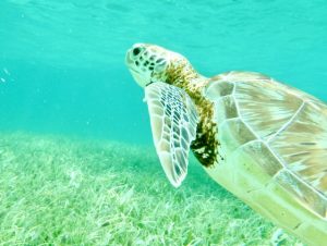 Turtle, best places to dive in Mexico