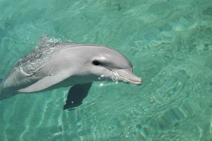 dolphins, best-place-to-swim-with-dolphins-in-Cancun, Akumal Mexico snorkeling