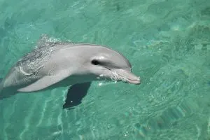 dolphins, best-place-to-swim-with-dolphins-in-Cancun, Akumal Mexico snorkeling