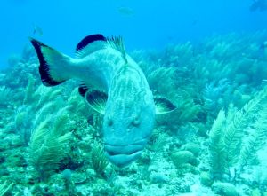 grouper, best places to dive in Mexico, best places to dive in Mexico