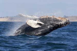 humpback whale, The Best Whale Watching Spots in Mexico