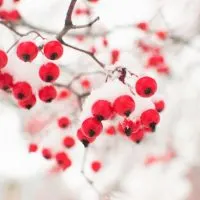berries, Why Holidays Near Home Can Be So Rich, Vibrant & Enjoyable