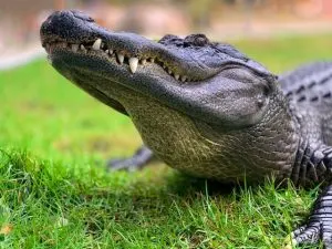 Avery Island, best road trips from Louisiana