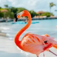 flamingos, Cozumel parks, Cozumel Travel Trips, what to do in Curacao from cruise ship, beaches in the sand