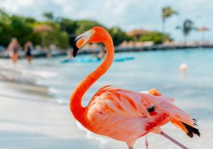 flamingos, Cozumel parks
