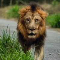 Asiatic Lion, endangered animal in India