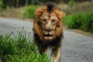 Asiatic Lion, endangered animal in India