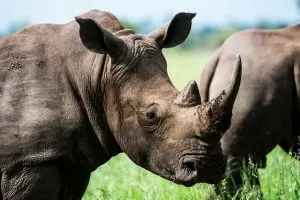 one-horned Rhinoceros,  endangered-animal-in-India