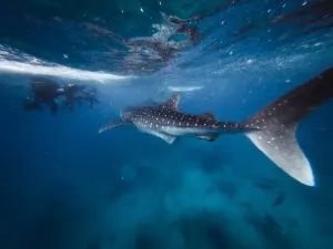 bull shark, water activities in Cancun
